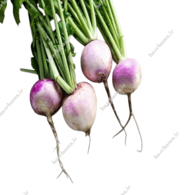 بذر شلغم
