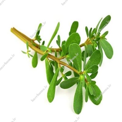 بذر خرفه